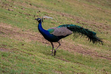 A male peacock running on the grassの写真素材