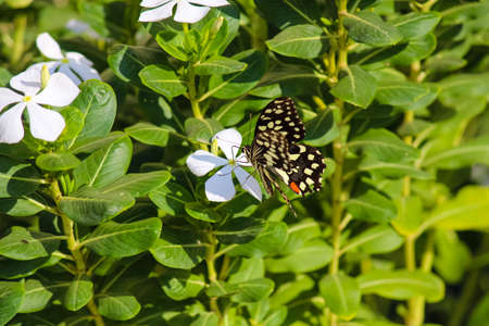 A black butterfly with white spots stinking on a white flowerの写真素材