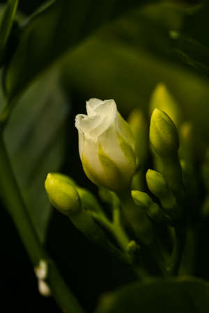 white jasmine flower surrounded with small buds on green backgroundの写真素材