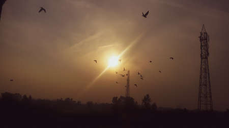 Flock of birds migrating during the sunset over the cityの写真素材