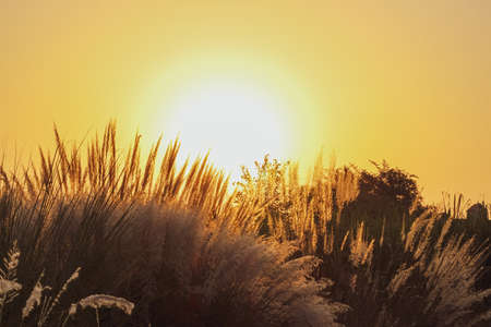 Morning view of the sunrise in the fieldの写真素材