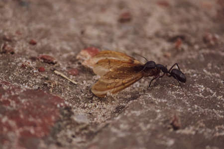 A view of a moth carrying a bug  in its mouth on the groundの写真素材