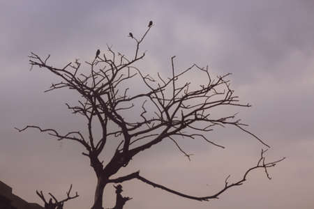 A view of a dead tree silhouette with few birds sitting on itの写真素材