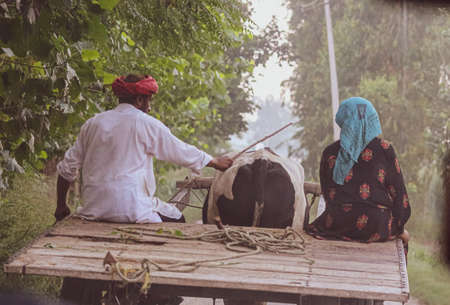 village rider couple sitting on the bullock countryside  rural village lifeの写真素材