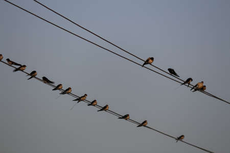 a flock of birds sitting on the electric wiresの写真素材