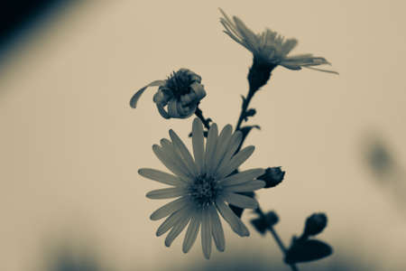 closeup of a blue and white flower backgroundの写真素材