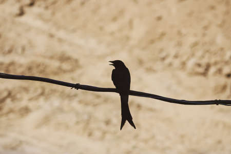black long-tailed Dongo bird sitting on a fenceの写真素材