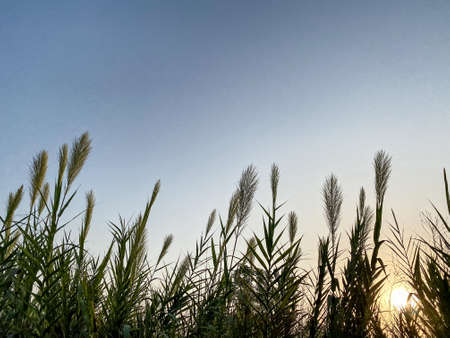 sunshine coming out of the reeds in the field against the blue skyの写真素材