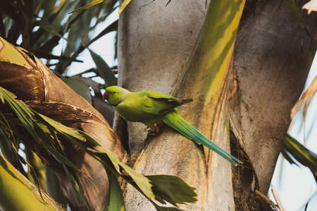 green-winged macaw (parrot) sitting on the branch of the treeの写真素材