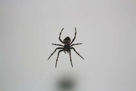 closeup of a defined spider with open legs on a webの写真素材