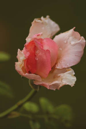 closeup of a pink rose with drops of waterの写真素材