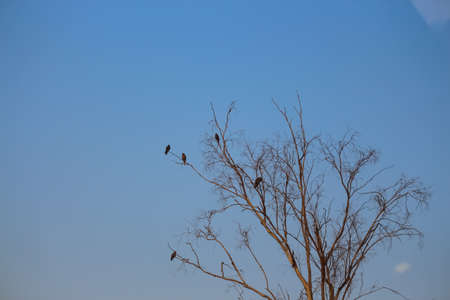 A view of birds sitting on a tree against blue sky backgroundの写真素材