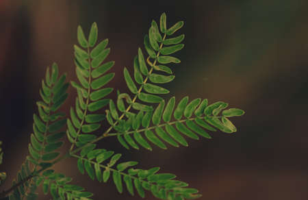 close up of the fresh fern leavesの写真素材