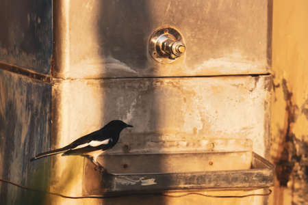 A blackbird robin sitting on the water dispenser to drink water from tapの写真素材