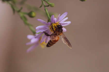 Macro shot of a honey bee nourishing pollinating a on purple flowerの写真素材