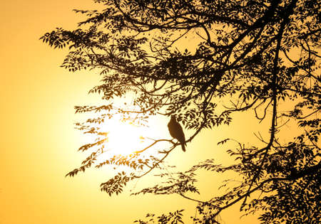 silhouette of a tree, A bird watching the sunrise while sitting on a treeの写真素材