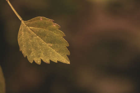 closeup of a single  autumn leavesの写真素材