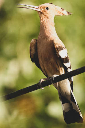 A portrait of a hoopoe wild bird sitting on the wireの写真素材