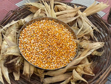 Closeup up corn seeds in the plateの写真素材