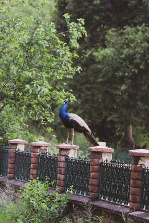 Indian national bird male peacock standing on a fence in the forestの写真素材