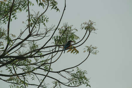A colourful common kingfisher bird  on a branch of a treeの写真素材