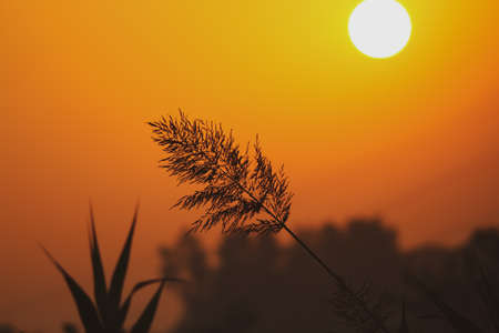 Sunrise in the field of the grass stemの写真素材
