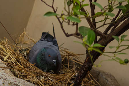 A common rock dove (pigeon) sitting in the nest under the treeの写真素材