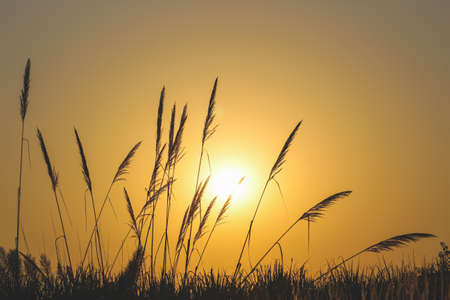 Morning sunrise in the rural fields over the weedsの写真素材