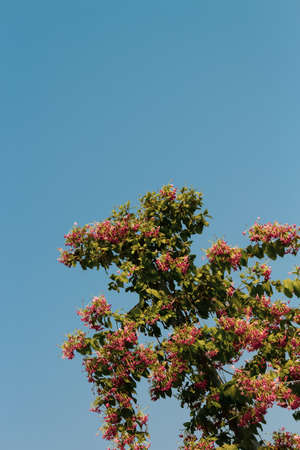 red and yellow flowers and leaves against the blue skyの写真素材