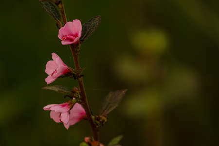 Closeup of small pink flowers on green backgroundの写真素材