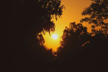 Beautiful sunrise between the trees in the forestの写真素材