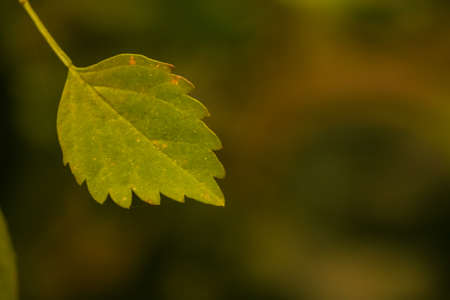 macro shot of a small yellow leaves on a treeの写真素材