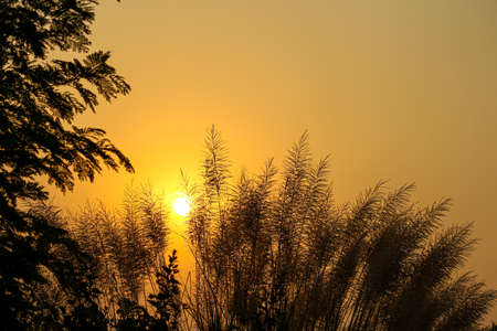 A beautiful landscape sunrise view over the weeds in the agricultural fieldの写真素材
