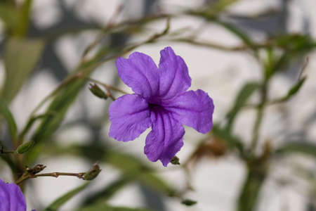 closeup of a tiny petunia purple flowerの写真素材