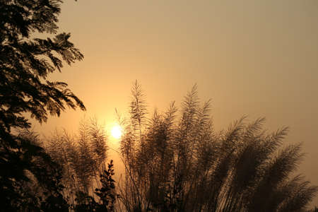 Evening sunset view over the plants in the fieldの写真素材