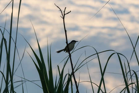 silhouette of a bird sitting on the grass weed in the fieldの写真素材