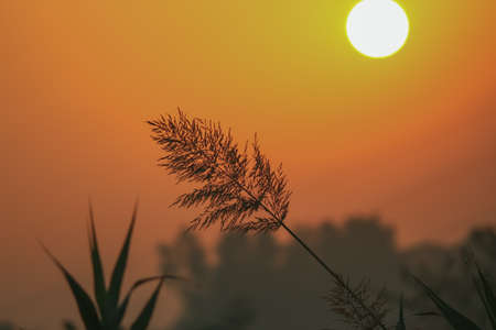 Beautiful morning sunrise over the weeds in the fieldsの写真素材