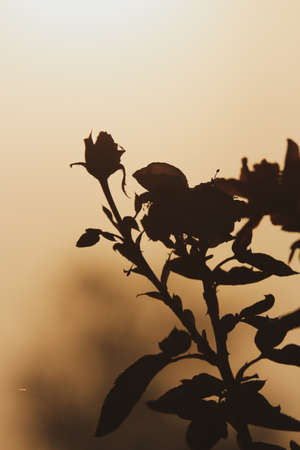 silhouette of a plant against the beautiful morning sunriseの写真素材