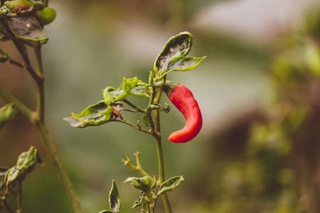 red chilli on the plant in the gardenの写真素材