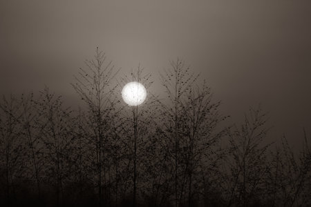 Landscape night scene of the moon over the trees in the forestの写真素材