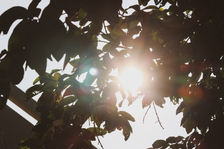 sun rays emerging out of the tree in the forestの写真素材
