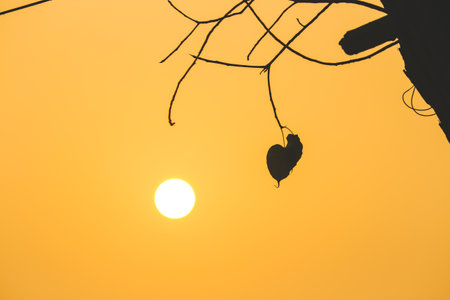 landscape view of the sun with branch and a leafの写真素材