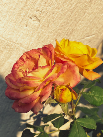 Two yellow roses pastel coloured against the wallの写真素材