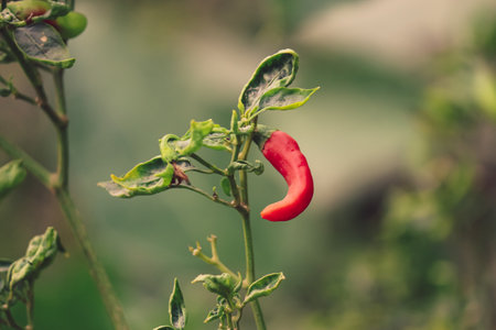 A red chilli on a plant in the home backyard(garden)の写真素材