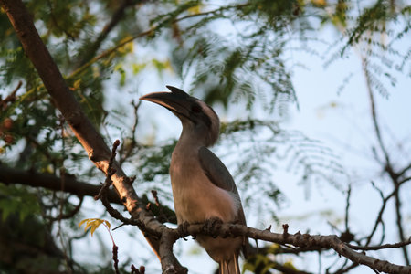 blue heron bird sitting on the branch of the treeの写真素材
