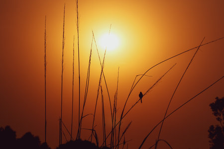 Silhouette of a little bird watching the beautiful sunrise while sitting on a weedの写真素材