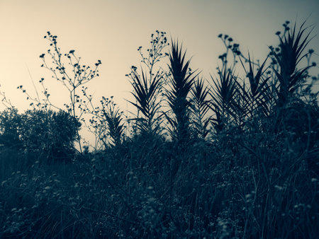 Silhouette of tall grassの写真素材