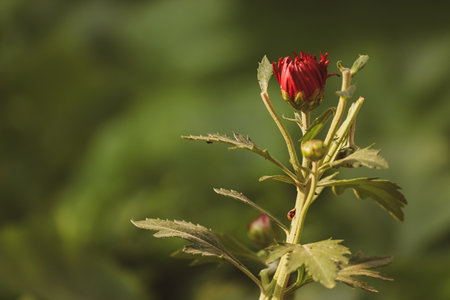Closeup of a purple bud against blurred greenの写真素材