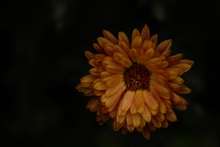 close up of an orange dahlia flower on black backgroundの写真素材