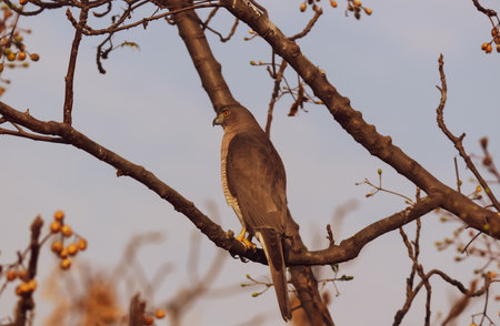 closeup of a wild predator on the branchの写真素材